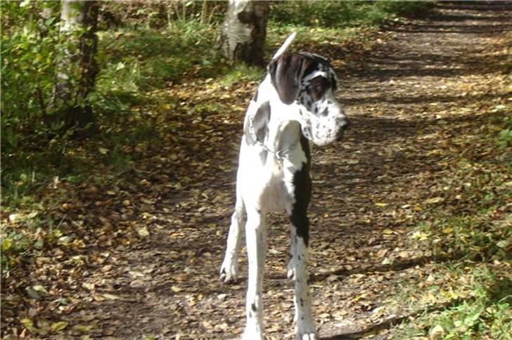 Grand danois Hektor billede 15