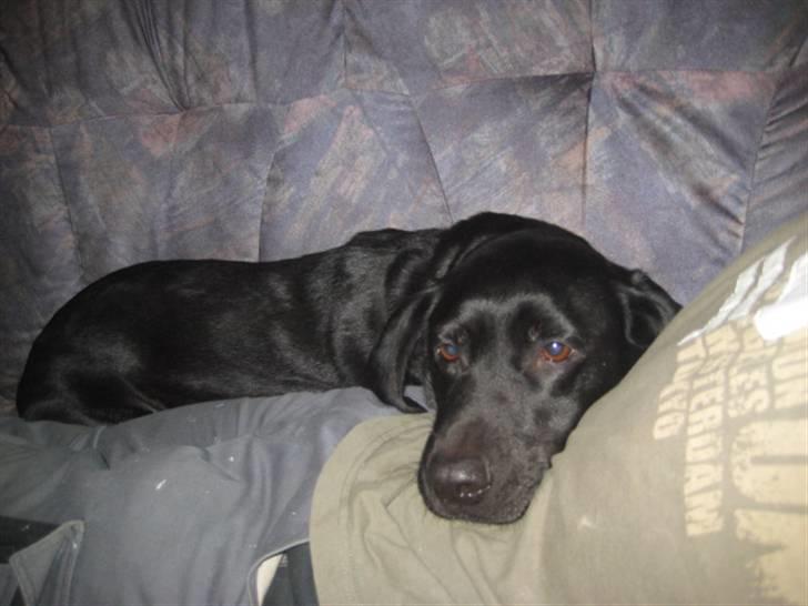 Labrador retriever Nicki billede 1