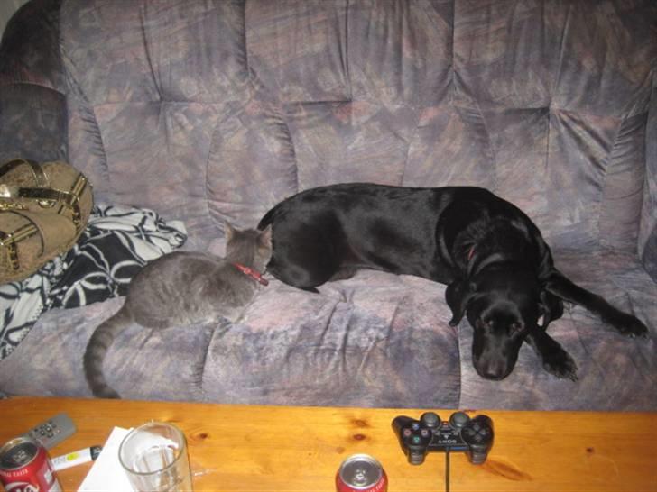 Labrador retriever Nicki billede 2