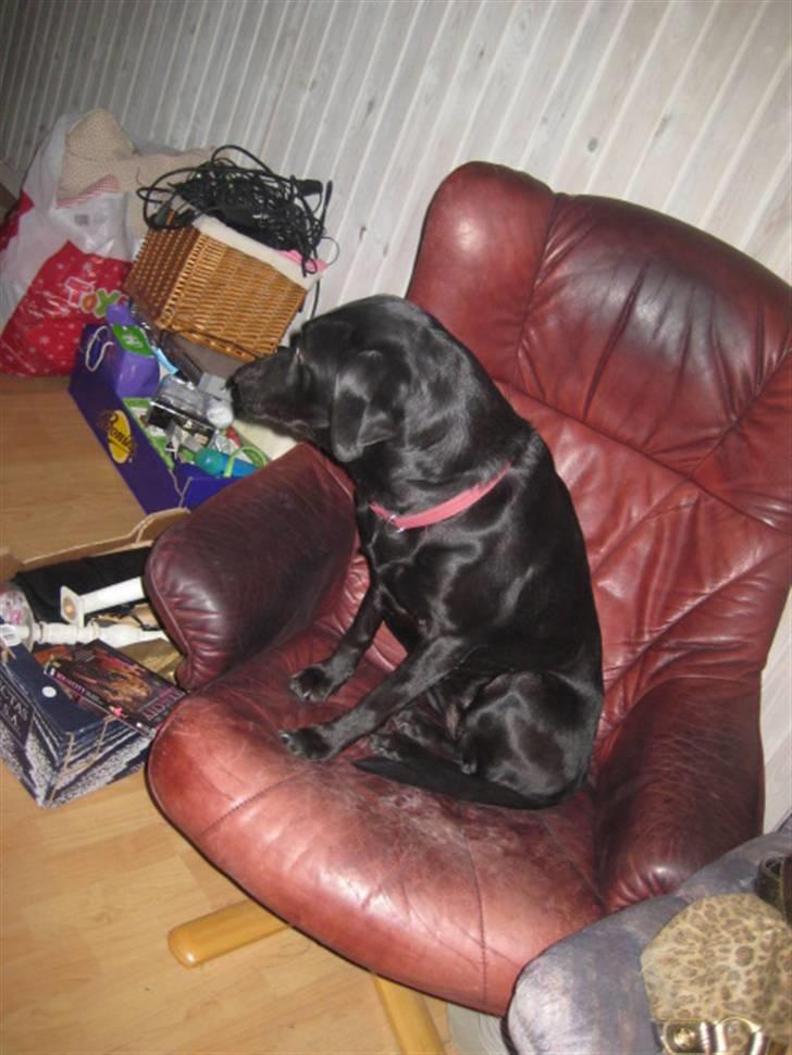 Labrador retriever Nicki billede 3