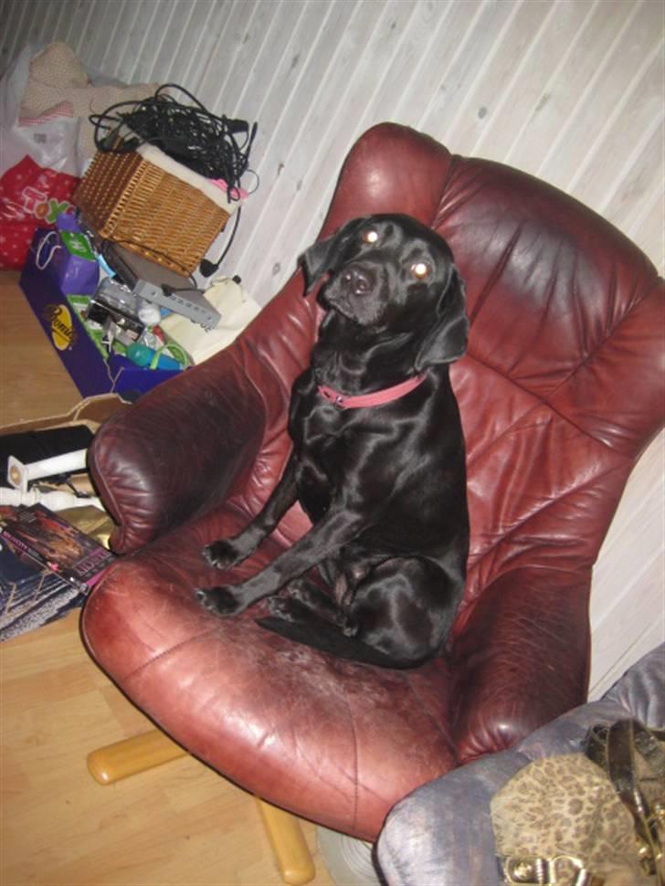 Labrador retriever Nicki billede 4