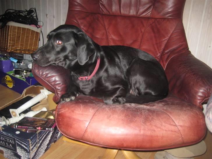 Labrador retriever Nicki billede 5