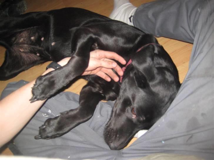 Labrador retriever Nicki billede 6