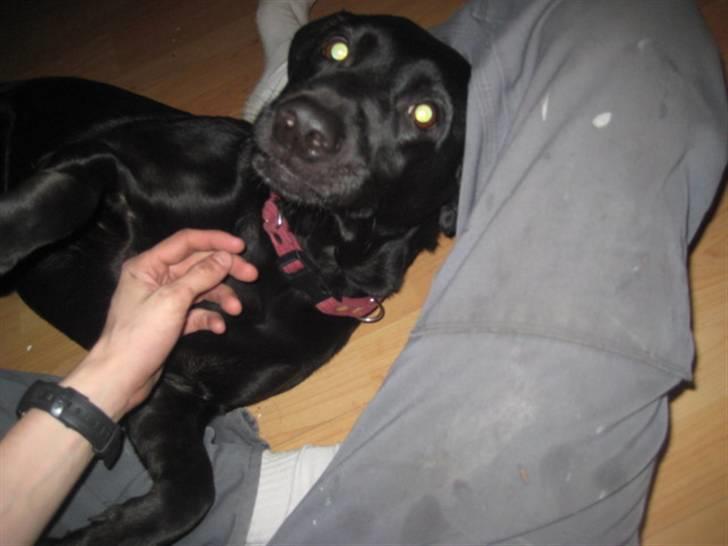 Labrador retriever Nicki billede 7