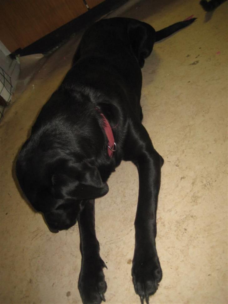 Labrador retriever Nicki billede 8