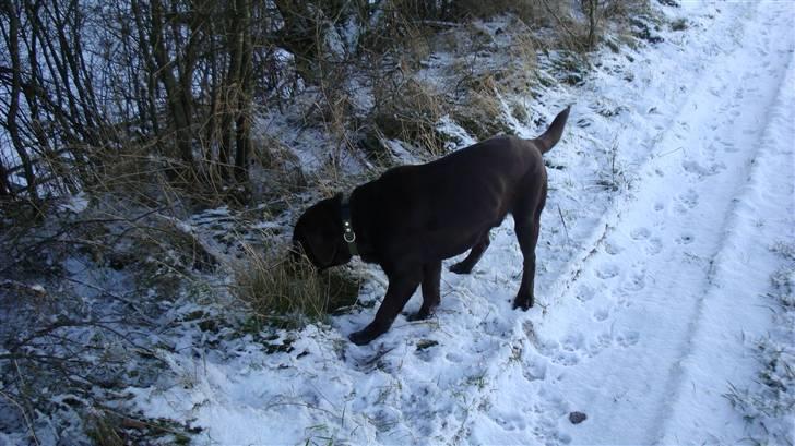 Labrador retriever Tyson billede 13