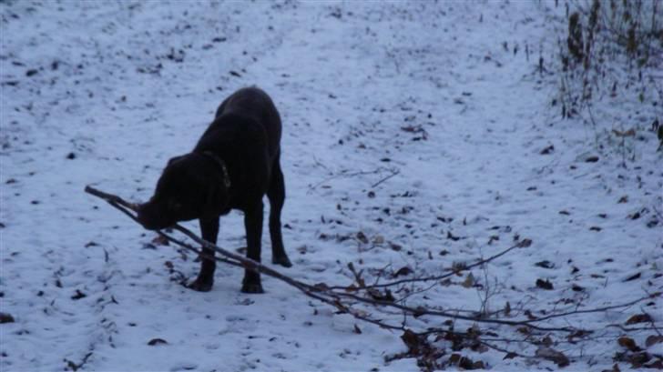 Labrador retriever Tyson billede 14