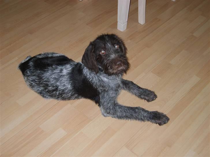 Ruhåret hønsehund Sinco - Cinco første dag i Hundslev billede 1