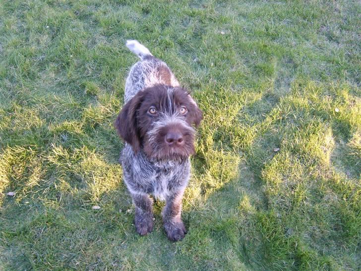 Ruhåret hønsehund Sinco - Ude og lege i haven billede 2