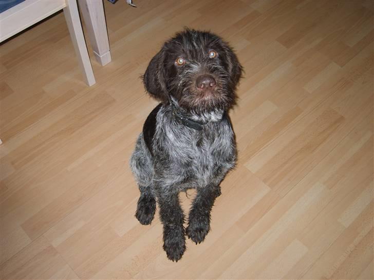 Ruhåret hønsehund Sinco - Får man mon mad, hvis man sidder pænt? billede 3