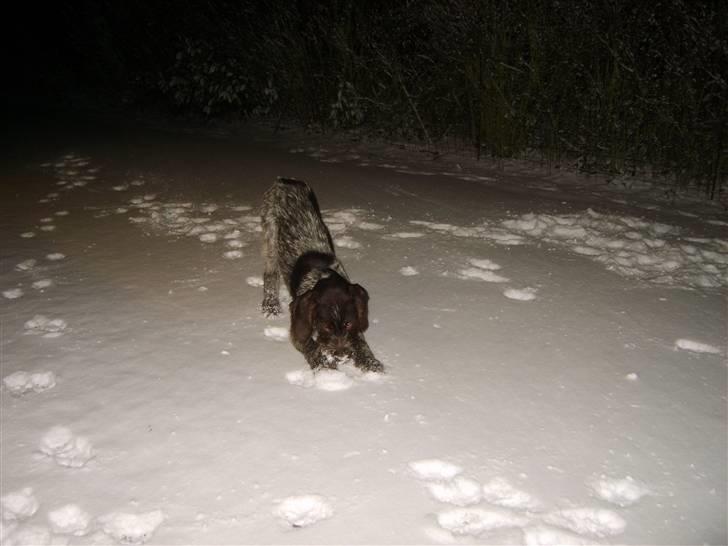 Ruhåret hønsehund Sinco - Kom nu menneske vi skal lege.. billede 4