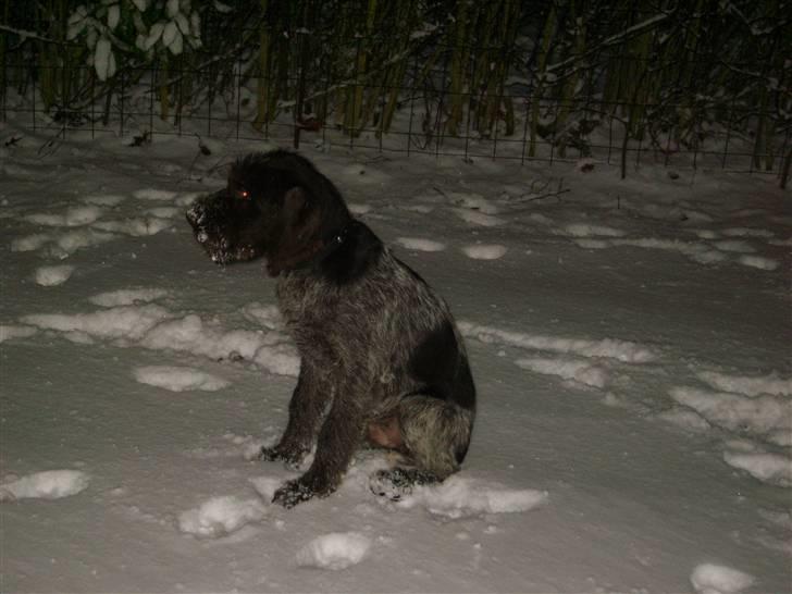 Ruhåret hønsehund Sinco - Når man aldrig får noget at spise må man jo spise noget sne.. billede 5
