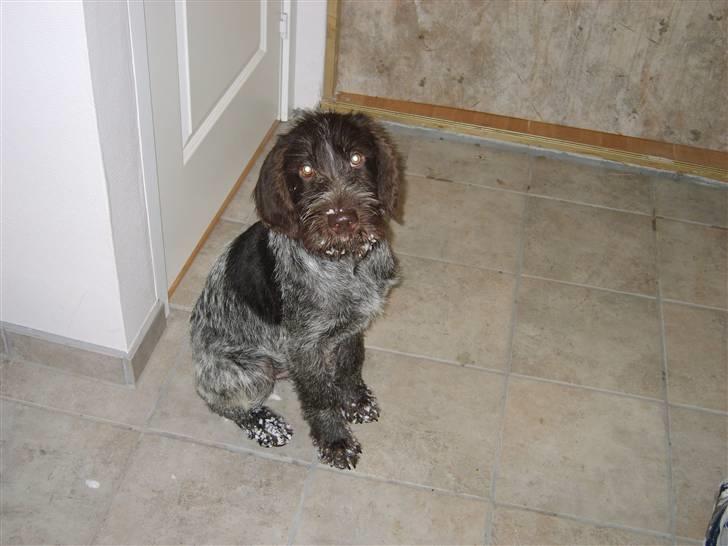 Ruhåret hønsehund Sinco - Snehunden Cinco billede 6