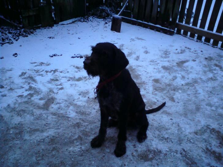 Ruhåret hønsehund Bounty - Bammer i  den første sne billede 13