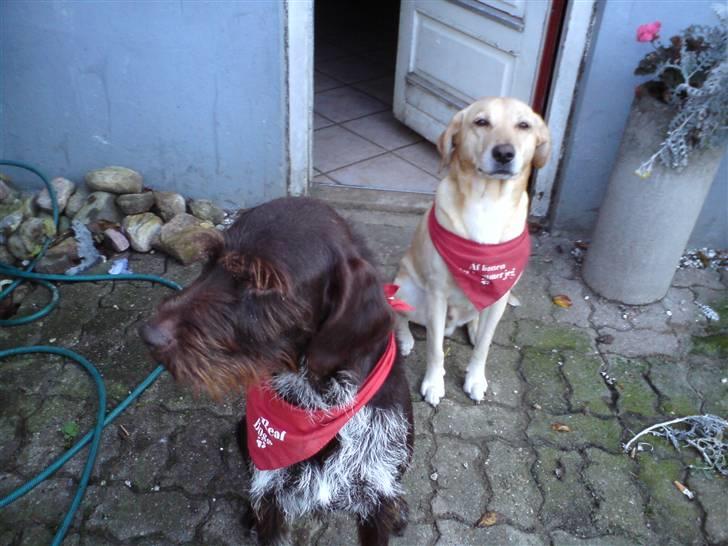 Ruhåret hønsehund Bounty - Bounty og Snickers billede 14