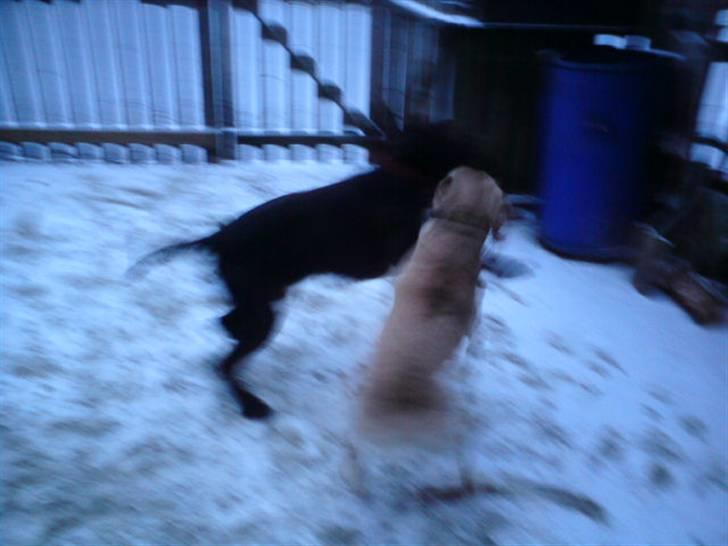 Ruhåret hønsehund Bounty - De hygger rigtigt billede 15