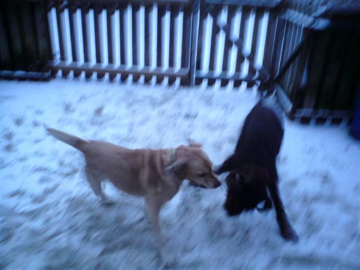 Ruhåret hønsehund Bounty - De hygger rigtigt billede 16