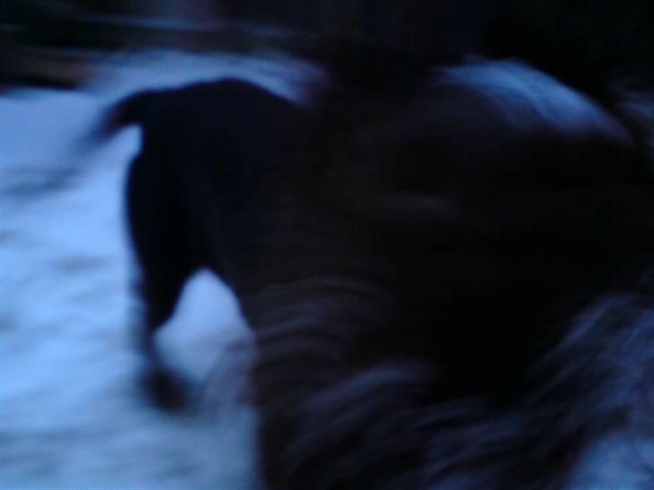 Ruhåret hønsehund Bounty - Jaaaa blev ikke lige så godt et billede, men syntes det er sjovt alligevel. ;p billede 17