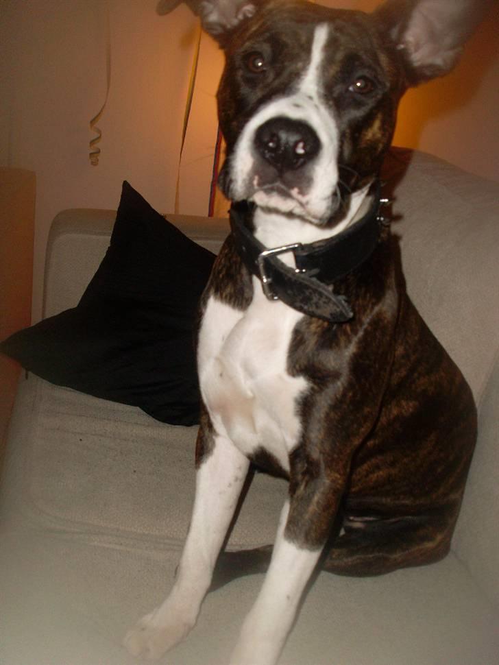 Amerikansk staffordshire terrier Nala billede 15