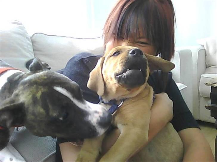 Amerikansk staffordshire terrier Nala billede 17