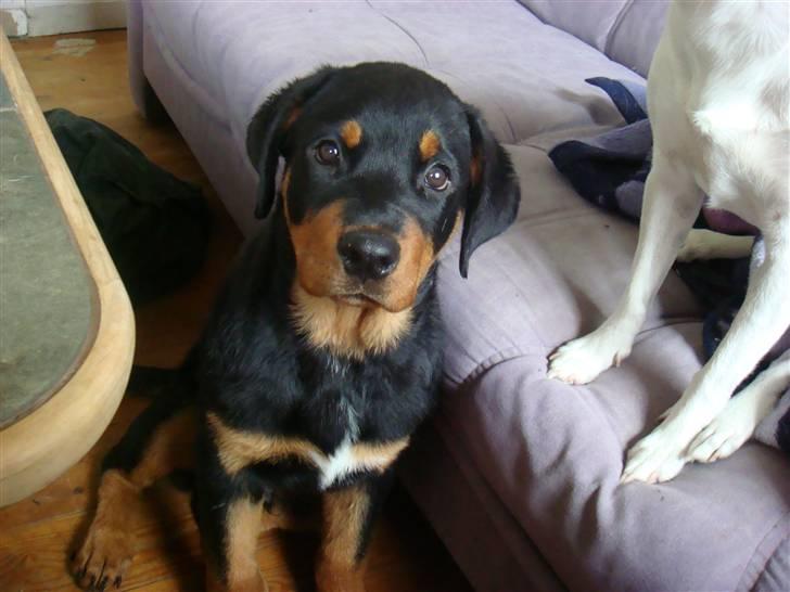 Rottweiler Bertram - Er jeg ikke bare dejlig hilsen Bertram billede 1