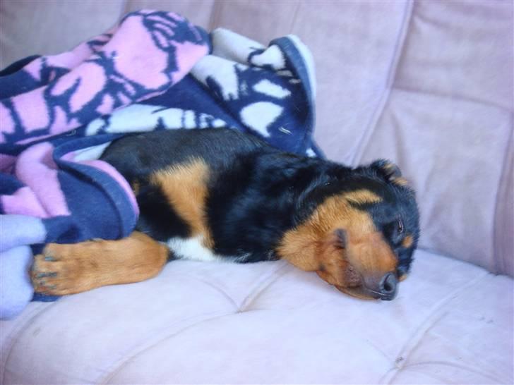 Rottweiler Bertram - Jeg tager lige en slapper billede 2