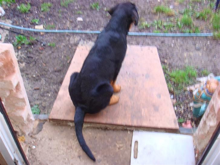Rottweiler Bertram - jeg venter på far billede 3