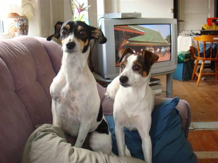 Rottweiler Bertram - mine to dejlige søstre Fru Jensen og Perle billede 4