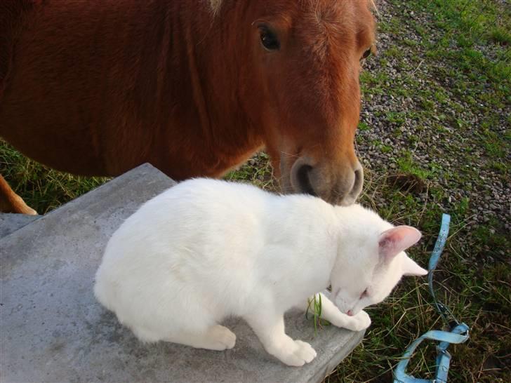 Rottweiler Bertram - Laban og Sofus hygger lidt billede 5