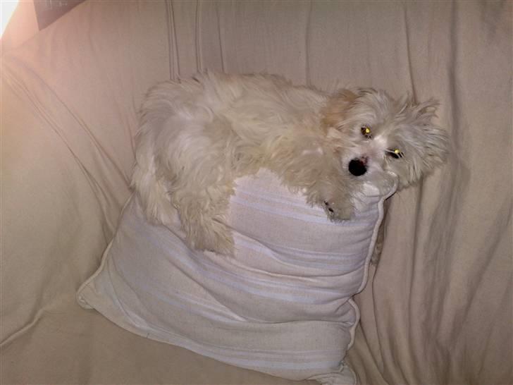 Coton de tulear Freja - Freja elsker at ligge oppe på puderne i sofaen :) billede 12