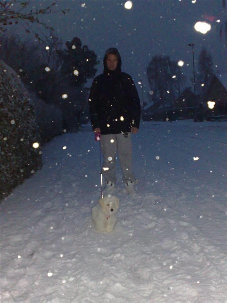 Coton de tulear Freja - På gåtur i snevejret.. billede 13