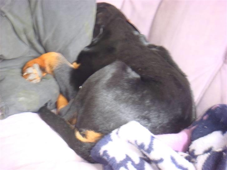 Rottweiler Bertram - Leger titte bøh billede 6