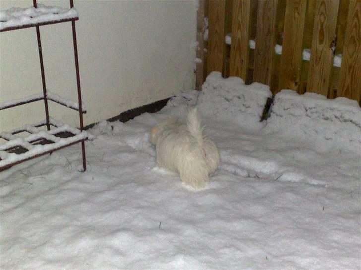 Coton de tulear Freja - Leger i sneen..  billede 14