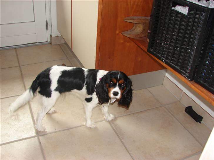 Cavalier king charles spaniel Lady - Lady. 2008 billede 1