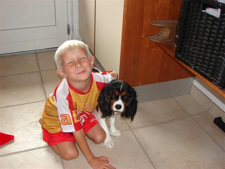 Cavalier king charles spaniel Lady - Philip og Lady, 2008 billede 2