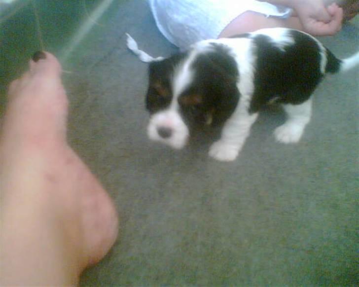 Cavalier king charles spaniel Lady - August 2007. På besøg inden vi fik hende hjem billede 3
