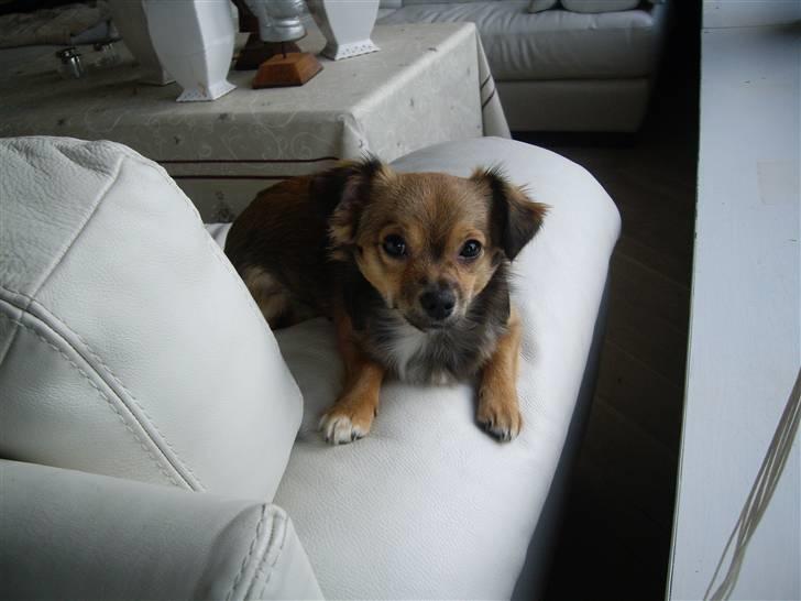 Chihuahua Gucci - min dejlige skønne lille hund <3 billede 18