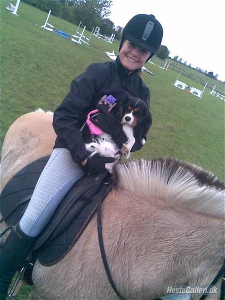 Cavalier king charles spaniel Lady - Lady sammen med Janni ;-) billede 4