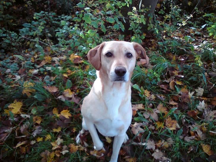 Blanding af racer Snickers - Snickers på tur i skoven. billede 14