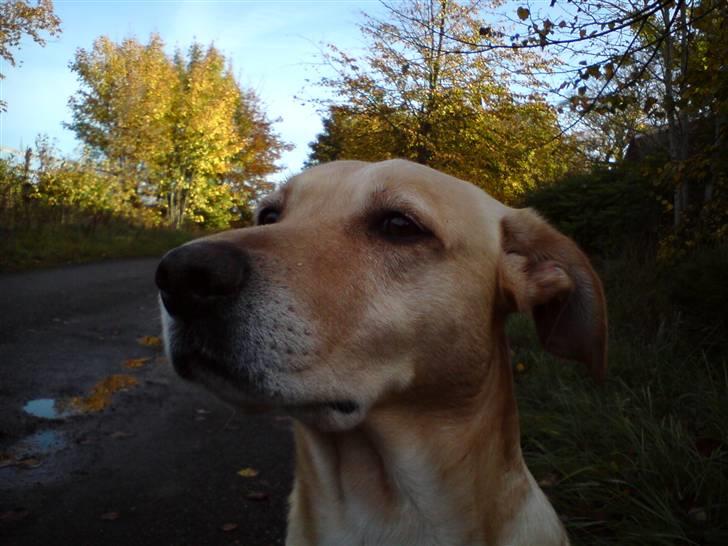 Blanding af racer Snickers billede 15