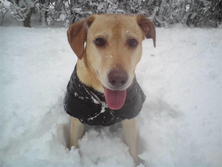 Blanding af racer Snickers billede 16