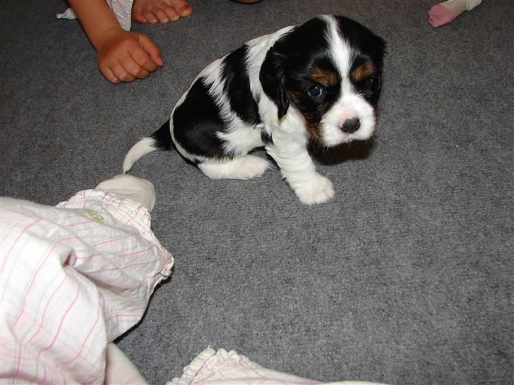 Cavalier king charles spaniel Lady - Da vi også var på besøg inden vi fik hende med hjem. 2007 billede 5
