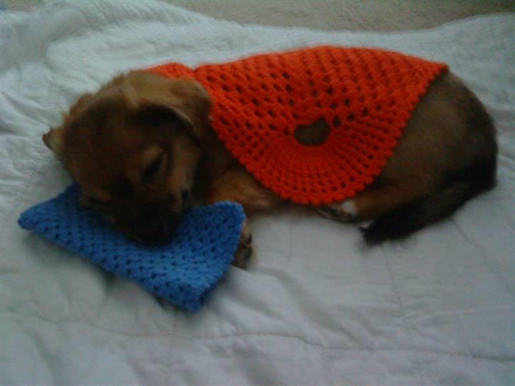 Chihuahua Gucci - LILLE SMULE GAMMELT Gucci, som jeg har lagt til at sove med en grydelap (; hehe billede 19