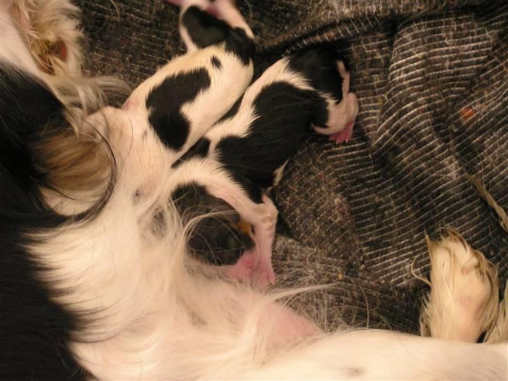 Cavalier king charles spaniel Lady - Lady som får mælk hos sin mor ;-).2007 billede 6