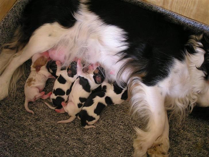 Cavalier king charles spaniel Lady - Hendes mor og hendes søskende. 2007 billede 8