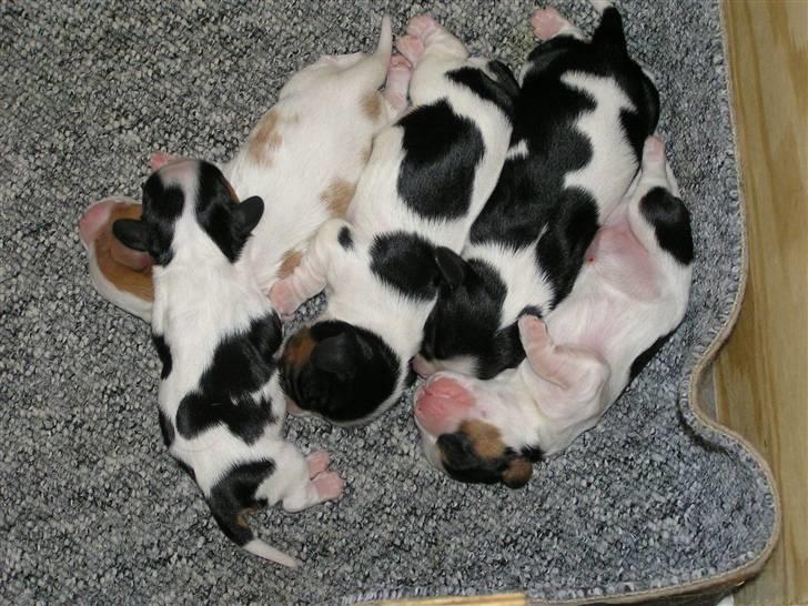 Cavalier king charles spaniel Lady - Nu er de blevet lidt større. 2007 billede 9