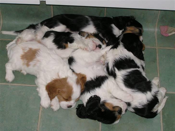 Cavalier king charles spaniel Lady - Nu er det ikke længe til de skal til hvert sit hjem. 2007 billede 10