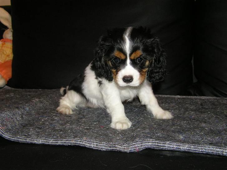Cavalier king charles spaniel Lady - Cute, har du virkelig været så lille. Inden vi fik hende hjem. 2007 billede 11