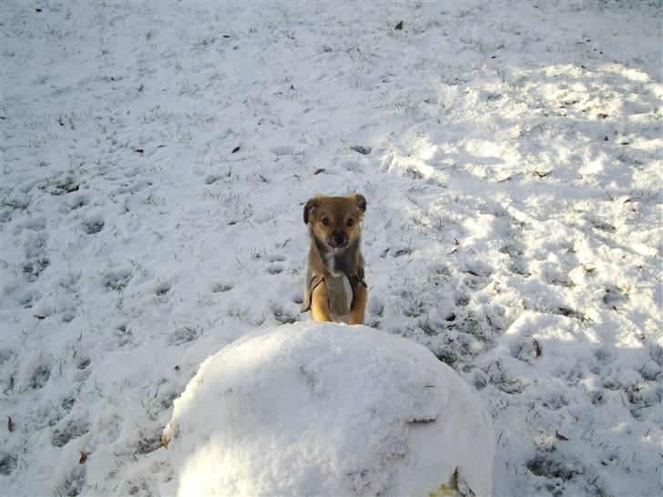 Chihuahua Gucci - Gucci i sneen (: han står op af starten til et snehus (: billede 20