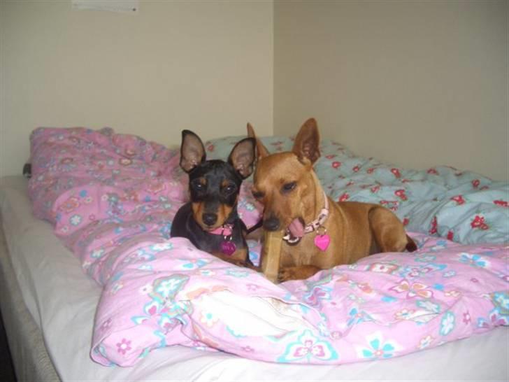 Dvaergpinscher Diva<3 30 april - Mig og min mor Kate:) billede 15